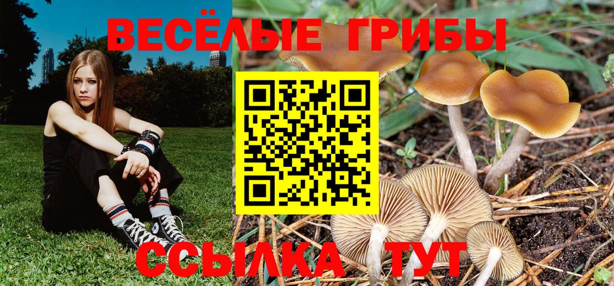 Псилоцибиновые грибы Psilocybe Юрга
